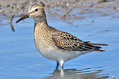 Pectoral Sandpiper